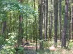 Manning, Carolina del Sur
